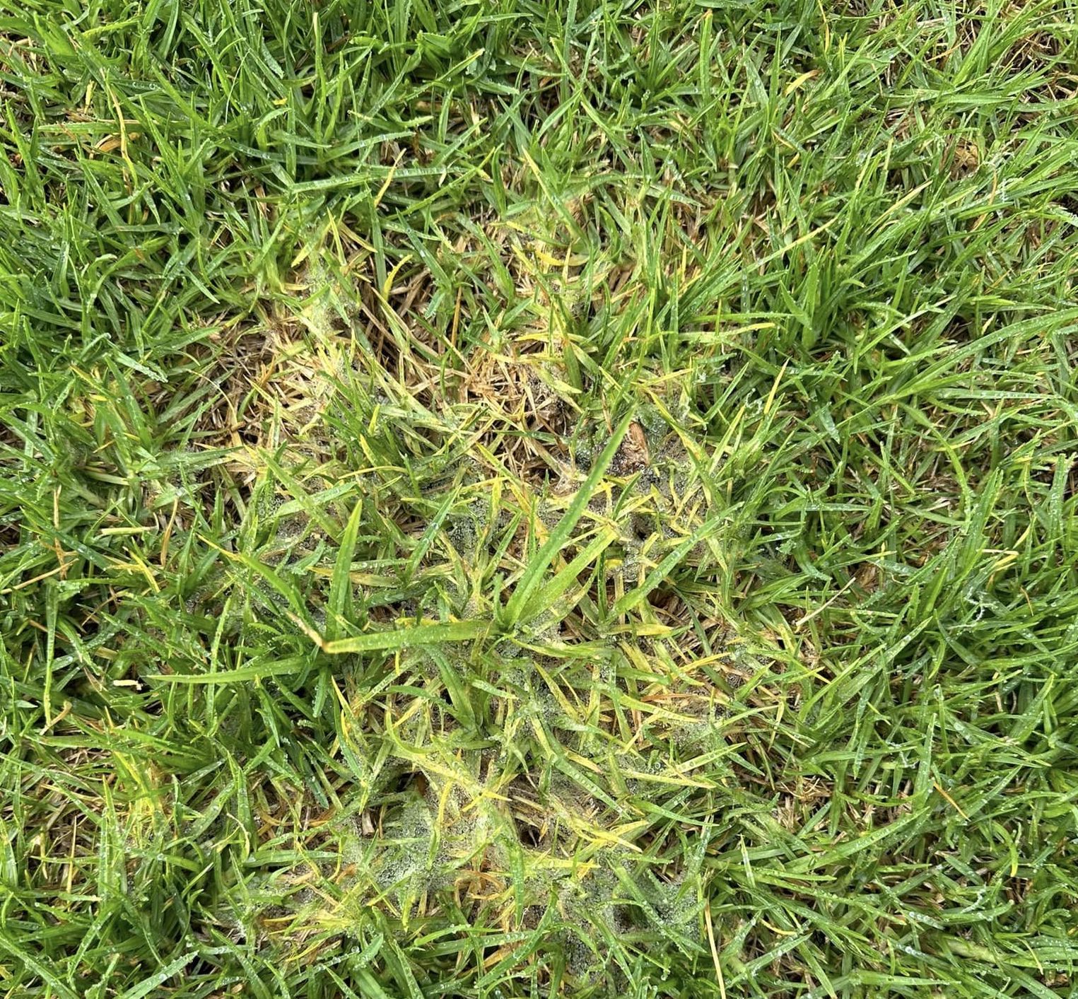 Why is My Lawn Turning Yellow? 7 Reasons Plus Solutions