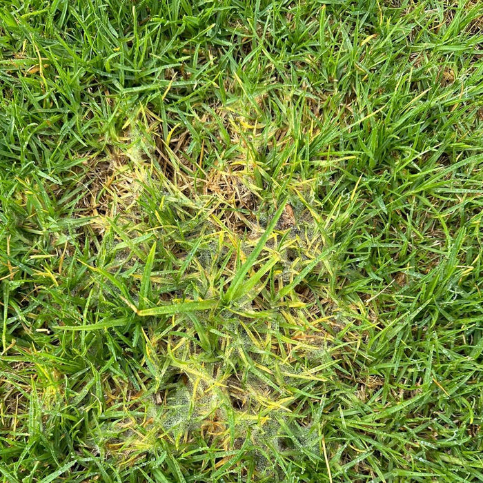 Why is My Lawn Turning Yellow? 7 Reasons Plus Solutions