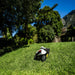 A Mammotion Luba Mini robotic lawn mower with black and white casing operates on a sloped grassy lawn surrounded by tall green trees, wooden fencing, and distant mountains under a bright blue sky on a sunny day.